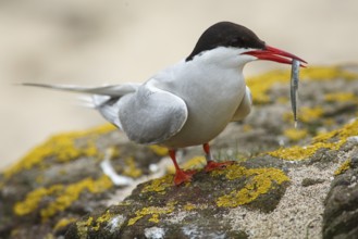Arctic Tern (Sterna paradisaea), adult with fish on beak, Farne Islands, United Kingdom