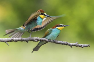 European Bee-eater (Merops apiaster) perched on a branch, Subotica, Serbia