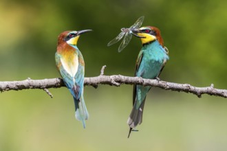 European Bee-eater (Merops apiaster) pair displaying, presentation of a Lesser emperor (Anax