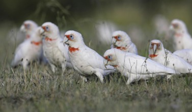 Long-billed Corella (Cacatua tenuirostris), Australia
