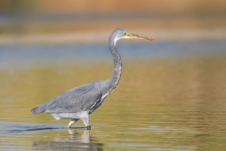 Western Reef Heron (Egretta gularis), Eilat, Israel