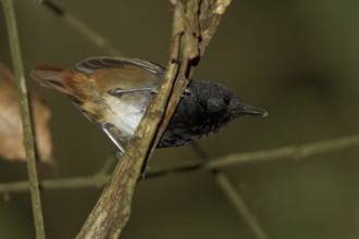 Southern Chestnut-tailed Antbird (Myrmeciza hemimelaena) male, Manu National Park, Peru