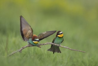 European Bee-eater (Merops apiaster) pair, Bulgaria