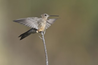 Giant Hummingbird (Patagona gigas), Central Highlands, Peru