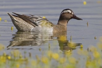 Garganey (Spatula querquedula) male, Mallorca, Spain