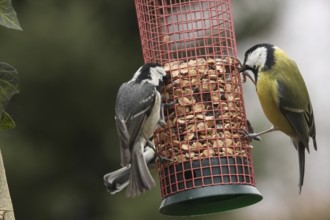 Coal Tit & Great Tit (Periparus ater & Parus major), Lower Saxony, Germany