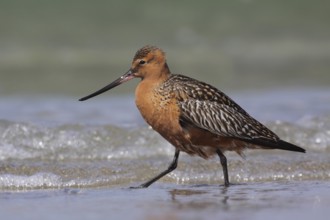 Bar-tailed Godwit (Limosa lapponica) male, Schleswig-Holstein, Germany