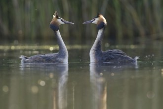Great Crested Grebe (Podiceps cristatus) pair displaying, Saxony, Germany