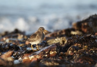 Purple Sandpiper (Calidris maritima) foraging, Schleswig-Holstein, Germany