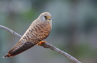 Lesser Kestrel (Falco naumanni) female, Extremadura, Spain