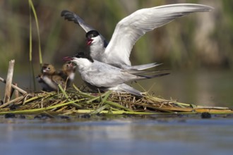 Whiskered Tern (Chlidonias hybrida) feeds chicks, Andalusia, Spain