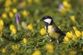 Great Tit (Parus major), North Rhine-Westphalia, Germany
