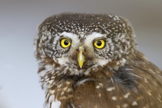 Eurasian Pygmy Owl (Glaucidium passerinum), Vorarlberg, Austria