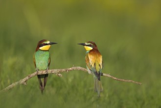 European Bee-eater (Merops apiaster), Bulgaria