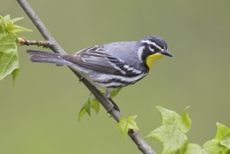 Yellow-throated Warbler (Setophaga dominica), Ohio, USA