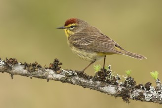 Palm Warbler (Setophaga palmarum palmarum), Michigan, USA