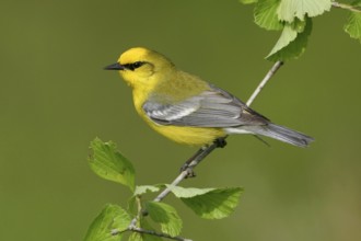Blue-winged Warbler (Vermivora cyanoptera), Ohio, USA