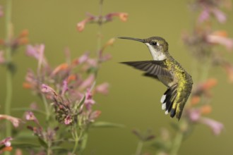 Ruby-throated Hummingbird (Archilochus colubris) flying, Ohio, USA
