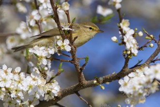 Willow Warbler (Phylloscopus trochilus), Rhineland-Palatinate, Germany