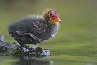 Eurasian Coot (Fulica atra) juvenile, North Rhine-Westphalia, Germany