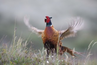Common Pheasant (Phasianus colchicus) male mating, Texel, Netherlands