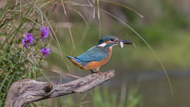 Common Kingfisher (Alcedo atthis) juvenile male carrying fish in bill, Saxony-Anhalt, Germany