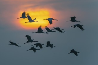 Common Crane (Grus grus) flying, Mecklenburg-Western Pomerania, Germany