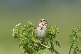 Grauammer (Emberiza calandra) Corn Bunting, male