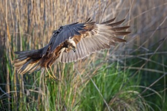 Western Marsh Harrier (Circus aeruginosus) female landing in reeds, Saxony-Anhalt, Germany