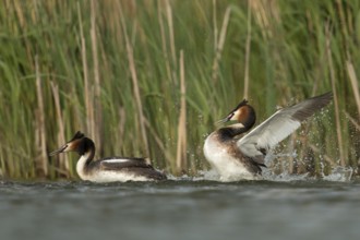 Great Crested Grebe (Podiceps cristatus) fighting over territory, North Rhine-Westphalia, Germany