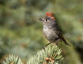A Ruby-crowned Kinglet, Regulus calendula, singing, on a spruce tree in Saskatoon, Saskatchewan