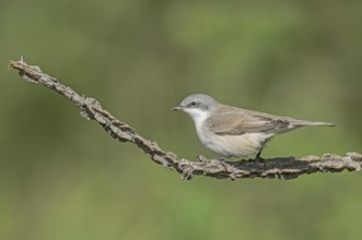 Lesser Whitethroat (Sylvia curruca) perched on a branch, Aosta Valley, Italy
