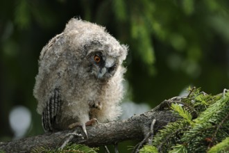 Long-eared Owl (Asio otus) juvenile perched on a branch, North Rhine-Westphalia, Germany