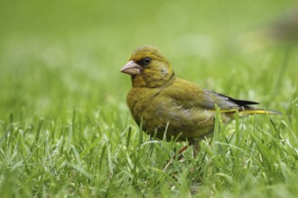 European Greenfinch (Chloris chloris), Lower Saxony, Germany
