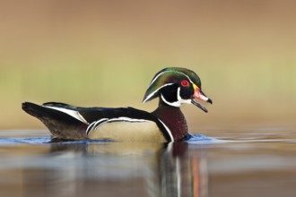 Wood Duck (Aix sponsa) male, British Columbia, Canada