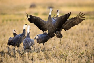 Hooded Crane (Grus monacha) group on field, Arasaki, Japan