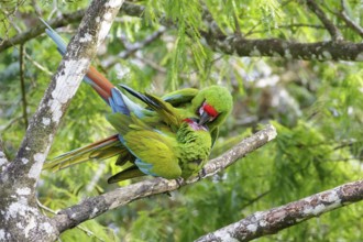 Great-Green Macaw (Ara ambigua) mating while perched on a branch in Costa Rica