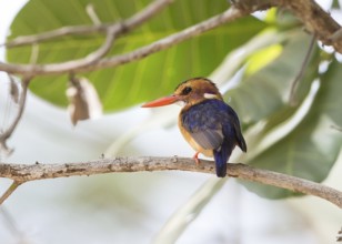 African Pygmy Kingfisher (Ispidina picta), Gambia