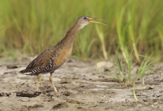 Clapper Rail (Rallus crepitans), Canada