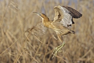 Eurasian Bittern (Botaurus stellaris) flying, Zurich, Switzerland