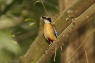 Mangrove Pitta (Pitta megarhyncha) male, Singapore