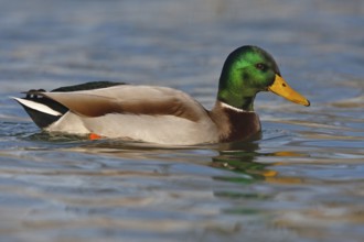 Mallard (Anas platyrhynchos) male, Baden-Wuerttemberg, Germany