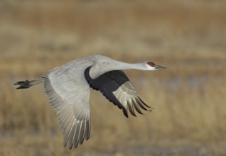 Sandhill Crane (Antigone canadensis) flying, New Mexico, USA