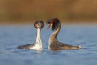 Great Crested Grebe (Podiceps cristatus) pair displaying, Utrecht, Netherlands
