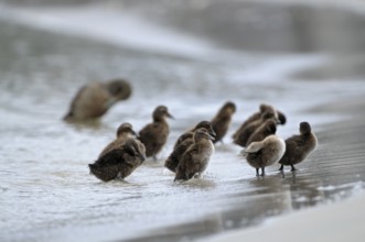 Eiderente (Somateria mollissima), Eider, Jungvoegel am Strand, Weibchen im Hintergrund, Juni, Duene