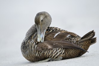 Eiderente (Somateria mollissima), Eider, Weibchen sitzt am Strand und putzt sich, Juni, Duene der
