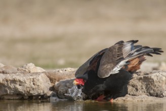 Bateleur (Terathopius ecaudatus) female drinking, Northern Cape, South Africa