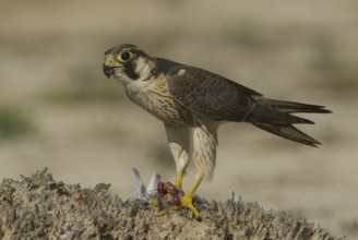 Barbary Falcon (Falco pelegrinoides), Oman