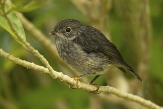 New Zealand Robin (Petroica australis) juvenile, New Zealand