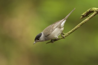 Eurasian Blackcap (Sylvia atricapilla) male, Utrecht, Netherlands